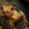 Crested Gecko-canva-10 Crested Geckos (Correlophus ciliatus)