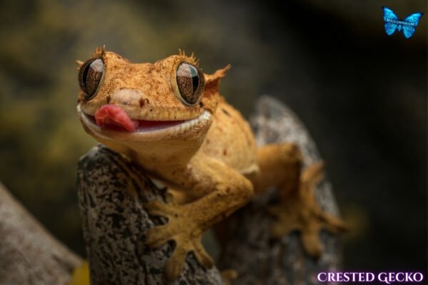 Crested Gecko-canva-10 Crested Geckos (Correlophus ciliatus)