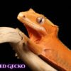 Crested Gecko-canva-11 Crested Geckos (Correlophus ciliatus)