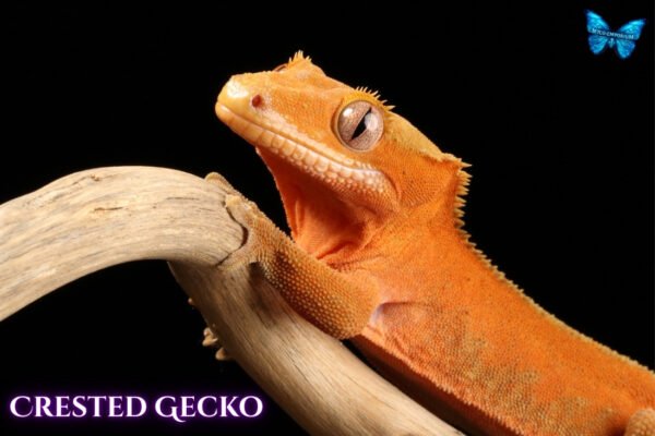 Crested Gecko-canva-11 Crested Geckos (Correlophus ciliatus)