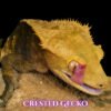 Crested Gecko-canva-12 Crested Geckos (Correlophus ciliatus)