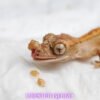 Crested Gecko-canva-13 Crested Geckos (Correlophus ciliatus)