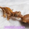 Crested Gecko-canva-14 Crested Geckos (Correlophus ciliatus)