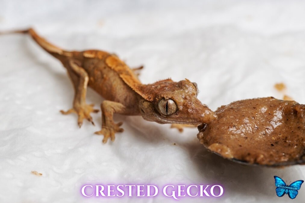 Crested Geckos (Correlophus ciliatus) – alternate view