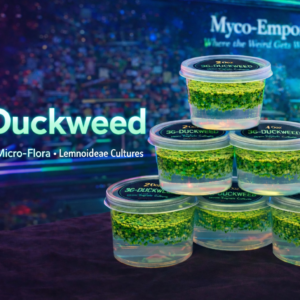 3G-Duckweed [2-oz] (Starter Sprout Cup)