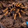 Hapalopus formosus - 02 Pumpkin Patch Tarantula (Hapalopus formosus)