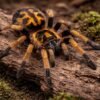 Hapalopus formosus - 03 Pumpkin Patch Tarantula (Hapalopus formosus)