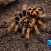 Hapalopus formosus - 04 Pumpkin Patch Tarantula (Hapalopus formosus)