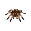 Hapalopus formosus Pumpkin Patch Tarantula (Hapalopus formosus)
