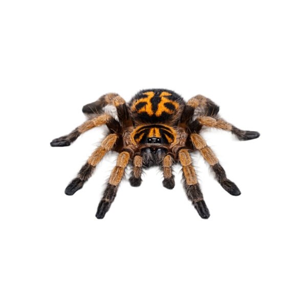Hapalopus formosus Pumpkin Patch Tarantula (Hapalopus formosus)