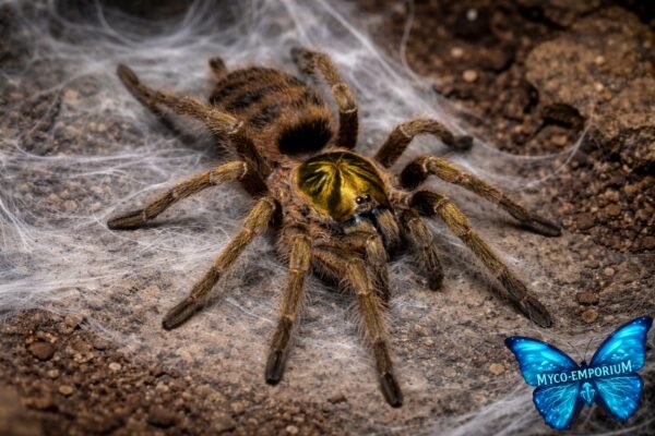 Neoholothele incei - 03 Trinidad Olive Tarantula (Neoholothele incei)