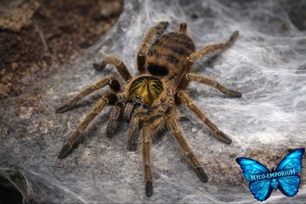 Neoholothele incei - 04 Trinidad Olive Tarantula (Neoholothele incei)