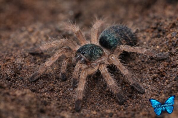 Neoholothele incei - 05 Trinidad Olive Tarantula (Neoholothele incei)