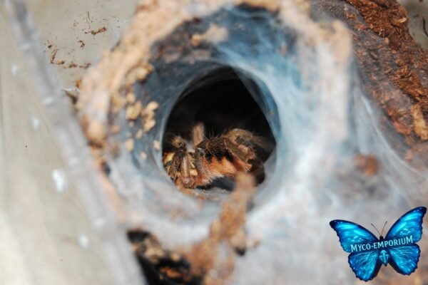 Neoholothele incei - 06 Trinidad Olive Tarantula (Neoholothele incei)