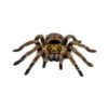 Neoholothele incei Trinidad Olive Tarantula (Neoholothele incei)
