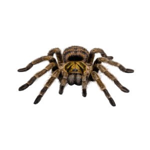 Trinidad Olive Tarantula (Neoholothele incei)