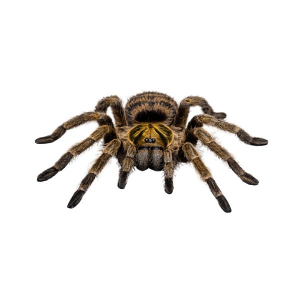 Neoholothele incei Trinidad Olive Tarantula (Neoholothele incei)