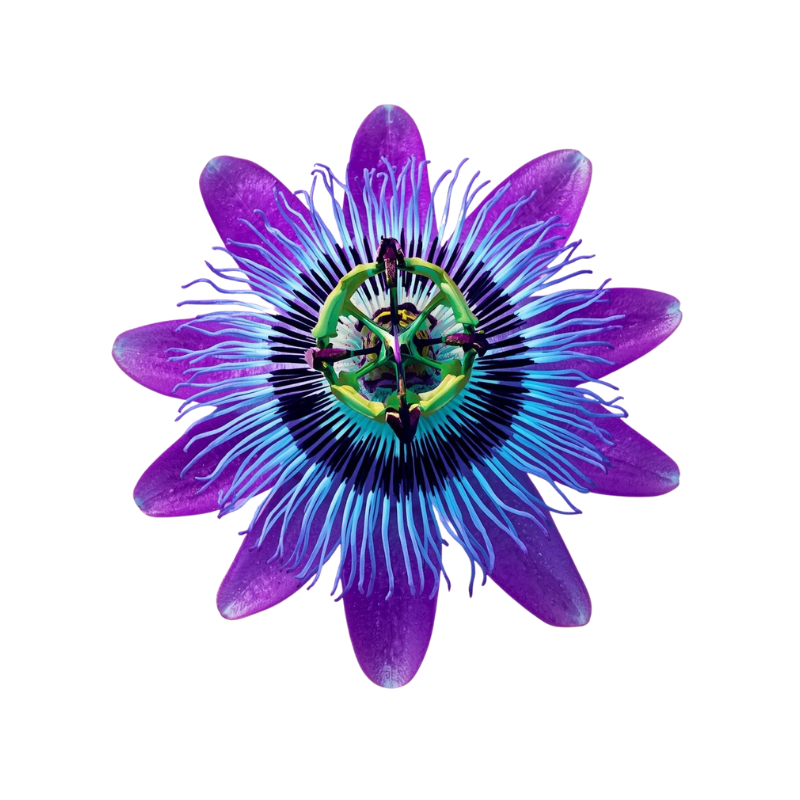 Botanical Specimen Icon