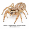 Common Hentz Jumping Spider-Female Hentzia Jumping Spider (Hentzia sp.)