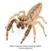 Common Hentz Jumping Spider-Male Hentzia Jumping Spider (Hentzia sp.)