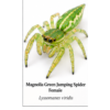 Female_Magnolia_Green_Jumping_Spider_Lyssomanes_viridis Magnolia Green Jumping Spider (Lyssomanes viridis)