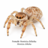 Hentzia chikeka-Female Hentzia Jumping Spider (Hentzia sp.)
