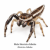 Hentzia chikeka-Male Hentzia Jumping Spider (Hentzia sp.)
