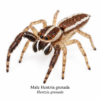 Hentzia grenada-MAle Hentzia Jumping Spider (Hentzia sp.)