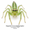 Magnolia Green Jumping Spider Magnolia Green Jumping Spider (Lyssomanes viridis)