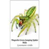 Male_Magnolia_Green_Jumping_Spider_Lyssomanes_viridis Magnolia Green Jumping Spider (Lyssomanes viridis)