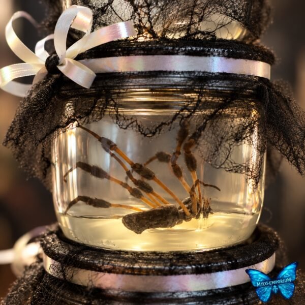 Myco-EMP Oddity-Jar (Banana Spider) I-06 Oddity Jar (Banana Spider) - Wet Specimen