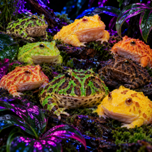 Pacman Frog (Ceratophrys cranwelli)
