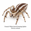 White-Jawed Jumping Spider-Female Hentzia Jumping Spider (Hentzia sp.)