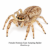 Hentzia-Type Jumping Spider-Female Hentzia Jumping Spider (Hentzia sp.)