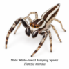 White-Jawed Jumping Spider-Male Hentzia Jumping Spider (Hentzia sp.)