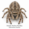 Female_Alachua_Paradise_Habronattus_alachua Paradise Jumping Spider (Habronattus sp.)