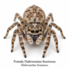 Female_Habronattus_brunneus Paradise Jumping Spider (Habronattus sp.)