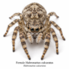 Female_Habronattus_calcaratus Paradise Jumping Spider (Habronattus sp.)