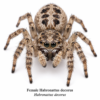 Female_Habronattus_decorus Paradise Jumping Spider (Habronattus sp.)