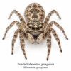 Female_Habronattus_georgiensis Paradise Jumping Spider (Habronattus sp.)