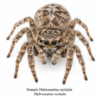 Female_Habronattus_notialis Paradise Jumping Spider (Habronattus sp.)