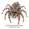 Female_Ocala_Paradise_Spider_Habronattus_ocala Paradise Jumping Spider (Habronattus sp.)