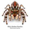 Male_Alachua_Paradise_Habronattus_alachua Paradise Jumping Spider (Habronattus sp.)