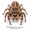 Male_Habronattus_brunneus Paradise Jumping Spider (Habronattus sp.)