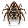 Male_Habronattus_calcaratus Paradise Jumping Spider (Habronattus sp.)