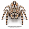 Male_Habronattus_carolinensis Paradise Jumping Spider (Habronattus sp.)