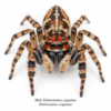 Male_Habronattus_cognatus Paradise Jumping Spider (Habronattus sp.)