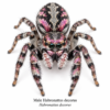 Male_Habronattus_decorus Paradise Jumping Spider (Habronattus sp.)