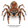 Male_Habronattus_georgiensis Paradise Jumping Spider (Habronattus sp.)