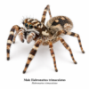 Male_Habronattus_trimaculatus Paradise Jumping Spider (Habronattus sp.)